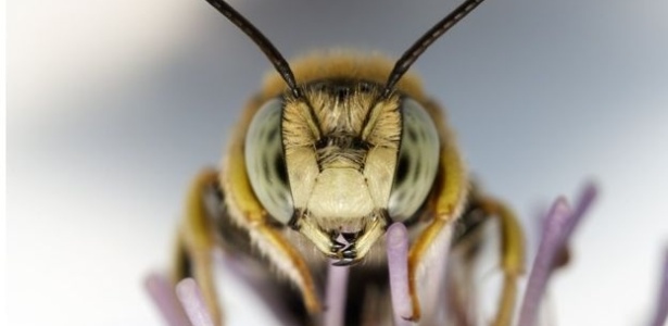 embora-as-abelhas-nao-sejam-as-unicas-polinizadoras-representam-90-desse-servico-por-um-vetor-animal-1497043673436_615x300